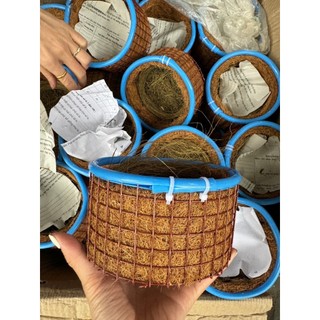 Tổ sinh sản chào mào, khướu,mi, ,cu gáy, hàng chống rỉ