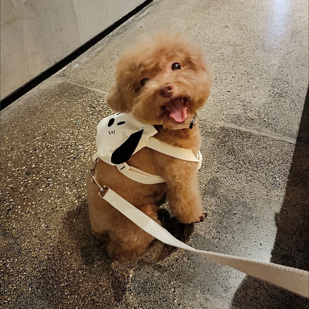 [Puppy: Mang theo túi riêng của bạn] Ba lô cho chó Dây xích miễn phí Ba lô đi chơi cho thú cưng Dây đeo vai có thể điều chỉnh phải có để chó đi bộ có thể đặt túi kiểm tra Shit Xiaohongshu Tỷ lệ đầu siêu cao