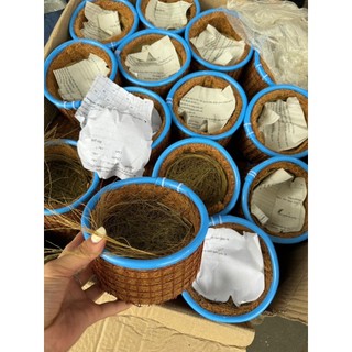 Tổ sinh sản chào mào, khướu,mi, ,cu gáy, hàng chống rỉ