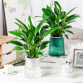 Chậu hoa thủy canh trong suốt Tinh tế Nhà hiện đại Chậu hoa tự tưới nước cho căn hộ gia đình Trang trí văn phòng