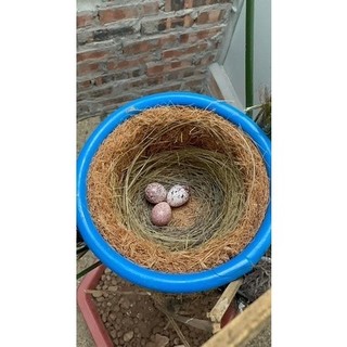 Tổ sinh sản chào mào, khướu,mi, ,cu gáy, hàng chống rỉ