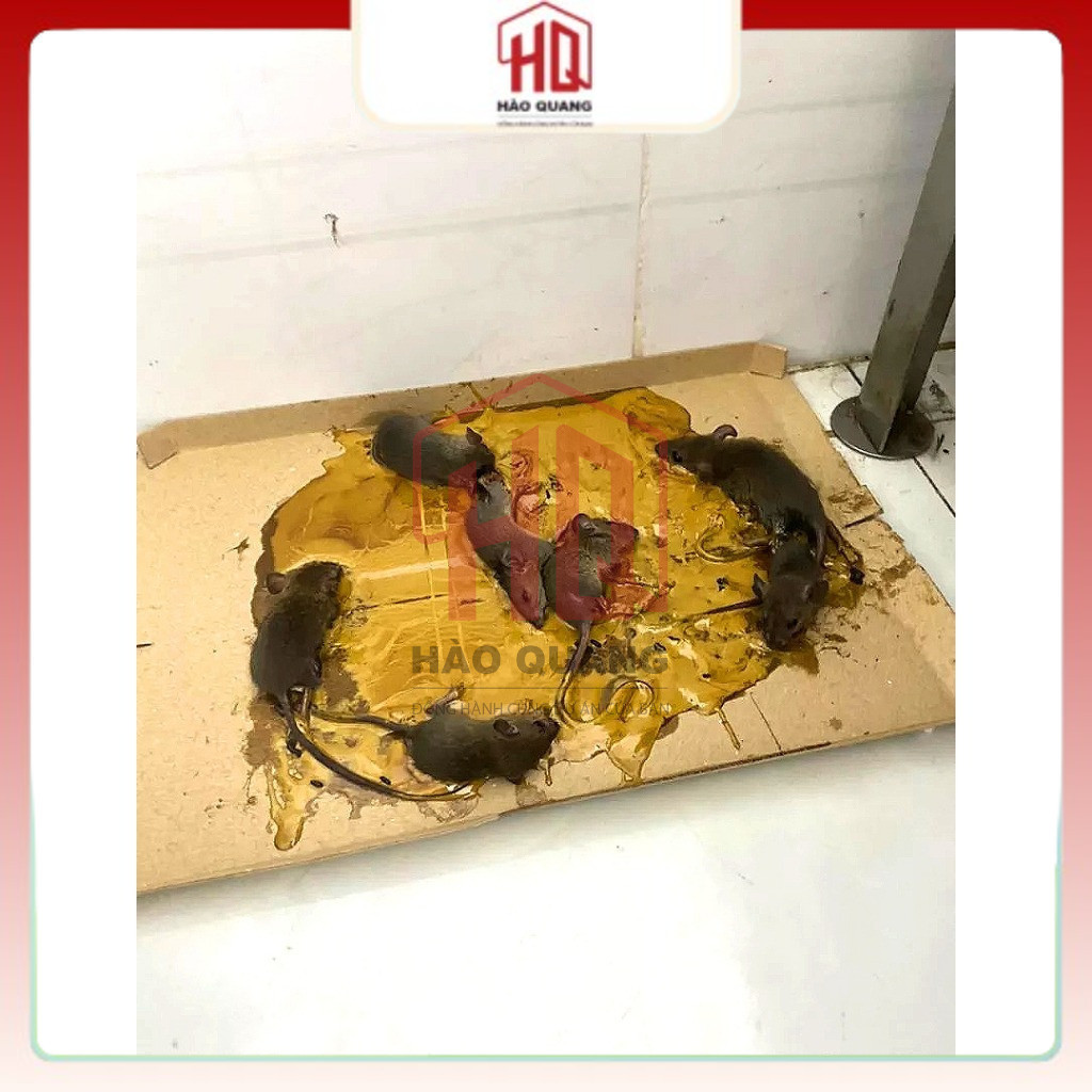 Keo Dính Chuột Đạt Phong – Dính Chắc, Không Độc Hại – Dùng Trong Nhà & Ngoài Trời
