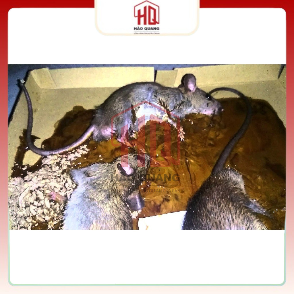 Keo Dính Chuột Đạt Phong – Dính Chắc, Không Độc Hại – Dùng Trong Nhà & Ngoài Trời