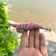 Mồi đúc mực dạ quang - Mồi tôm cứng 8cm / 10cm / 12cm với móc 2.0 # / 2.5 # / 3.0 #