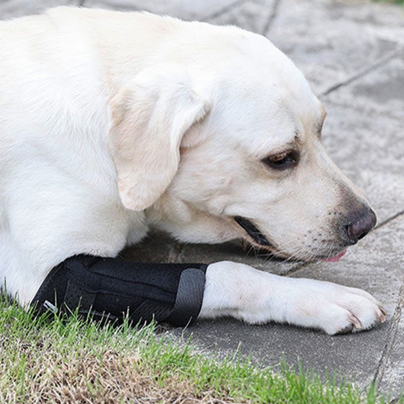 DogLemi Niềng Răng Đầu Gối Cho Chó Có Thể Điều Chỉnh Thú Cưng Móc Nẹp Chân Quấn Thoáng Khí Thoải Mái Cho Chó Bảo Vệ Vết Thương Hỗ Trợ Chữa Bệnh Ngăn Ngừa Bong gân
