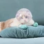 Mõm mèo thoáng khí AMBU, Mũ trùm đầu không gian mèo chống trầy xước, Phụ kiện chải lông mèo chống dính trong suốt Vỏ đầu mèo