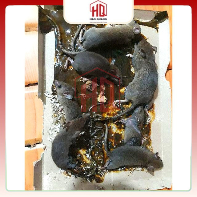Keo Dính Chuột Đạt Phong – Dính Chắc, Không Độc Hại – Dùng Trong Nhà & Ngoài Trời