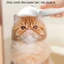 Top Pet Lược Pet Loose Short Hair Removal Tool Tẩy lông Dụng cụ tẩy lông Lược cầm tay