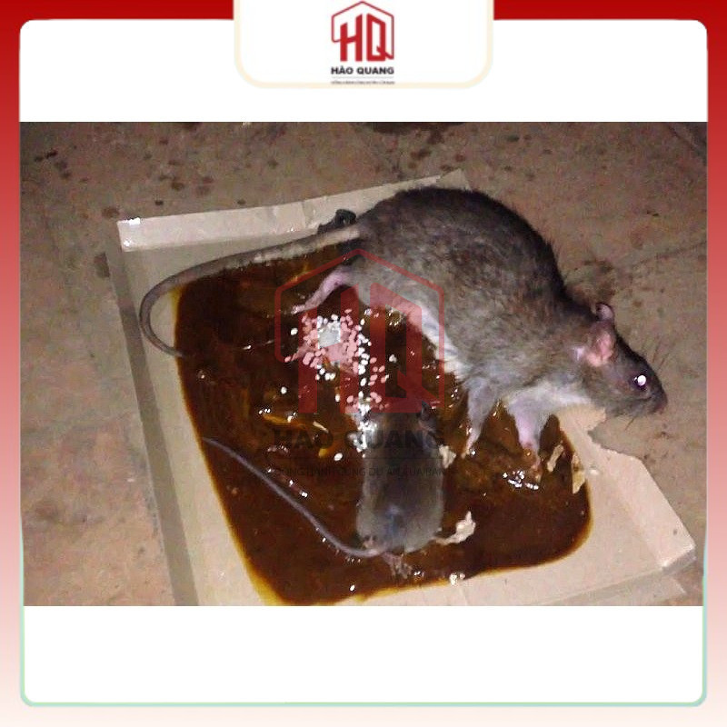 Keo Dính Chuột Đạt Phong – Dính Chắc, Không Độc Hại – Dùng Trong Nhà & Ngoài Trời