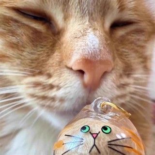Hộp lưu trữ tóc mèo trong suốt Hộp lưu trữ tóc mèo Túi lưu niệm thú cưng