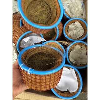 Tổ sinh sản chào mào, khướu,mi, ,cu gáy, hàng chống rỉ