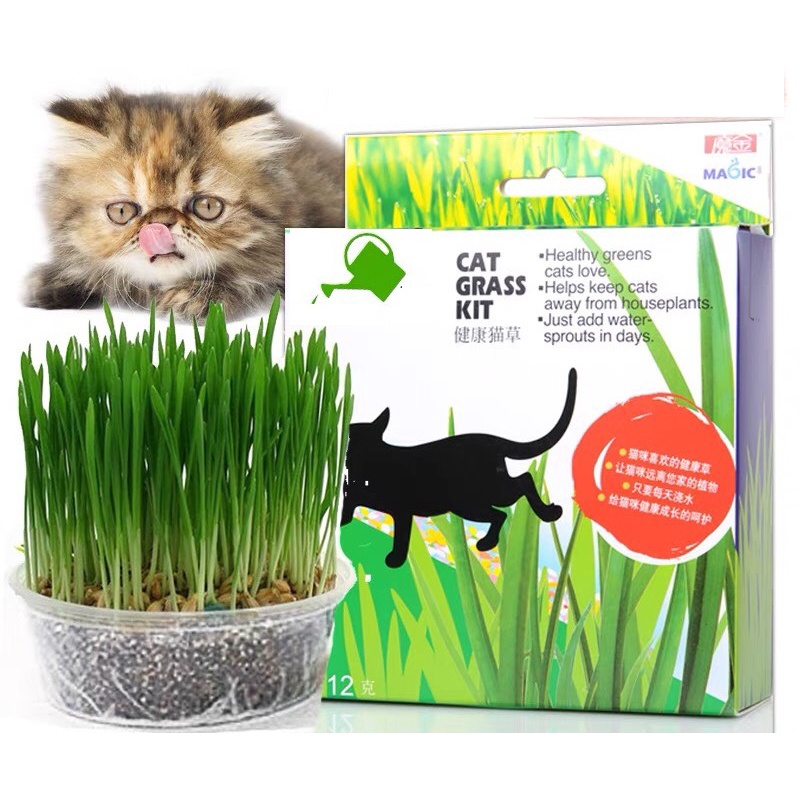 Bộ Kit Trồng Cỏ Mèo Magic Cho Mèo PatePetShop | Shopee Việt Nam