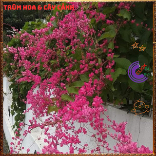 Chậu Hoa TIGON màu HỒNG ĐỎ tinh khôi to khỏe sum xuê đang có hoa ️🌯VƯỜN HOA CỔ TÍCH
