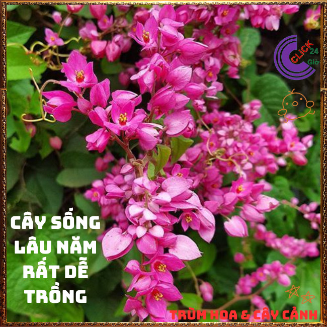 Chậu Hoa TIGON màu HỒNG tinh khôi to khỏe sum xuê đang có hoa ️🌭Hoa Mười Giờ Bonsai & Phụ Kiện