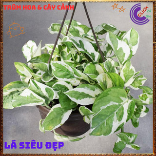 Chậu TRẦU BÀ NGỌC THỦY cây trồng trong nhà ưa mát lọc không khí️️🥁MiMa market