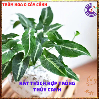 Chậu TRẦU BÀ NHUNG sọc trắng cây trồng trong nhà ưa mát lọc khí️🌯 VƯỜN HOA CỔ TÍCH