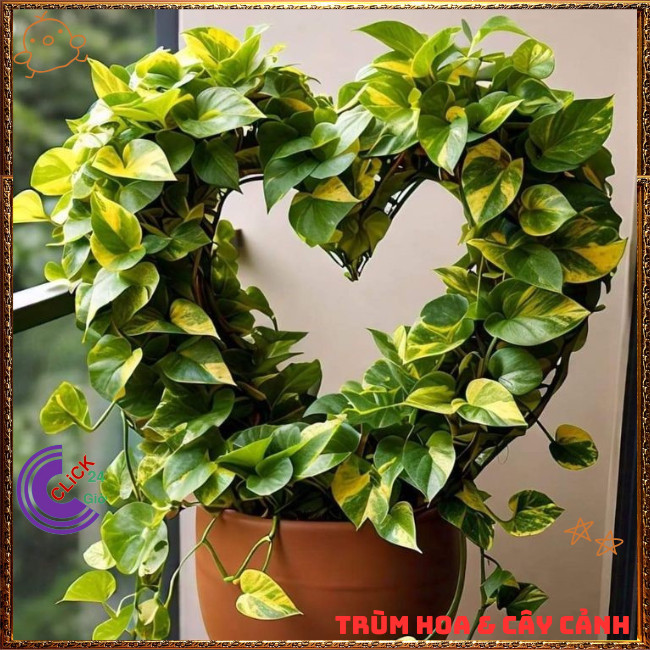 Chậu TRẦU BÀ CẨM THẠCH VẠN NIÊN THANH cây trồng trong nhà ưa mát️🌭 Hoa Mười Giờ Bonsai & Phụ Kiện