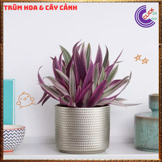 Chậu THÀI LÀI HỒNG SỌC xinh đẹp tươi sáng ý nghĩa tốt lành️📬 Làng Hoa Sa Đéc