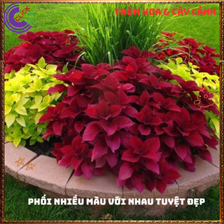 Cây lá gấm ĐỎ SON tuyệt đẹp đăc sắc rất dễ trồng nổi bật không gian️️🥁 MiMa market