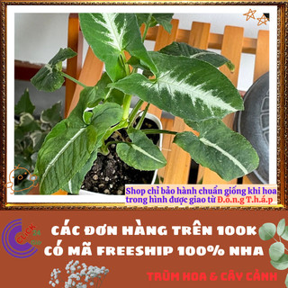 Chậu TRẦU BÀ NHUNG sọc trắng cây ưa mát trồng trong nhà để lọc khí️📬 Làng Hoa Sa Đéc