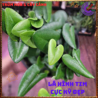 Chậu TRẦU BÀ LÁ TIM siêu xinh cây trồng trong nhà ưa mát lọc khí️🌯 VƯỜN HOA CỔ TÍCH