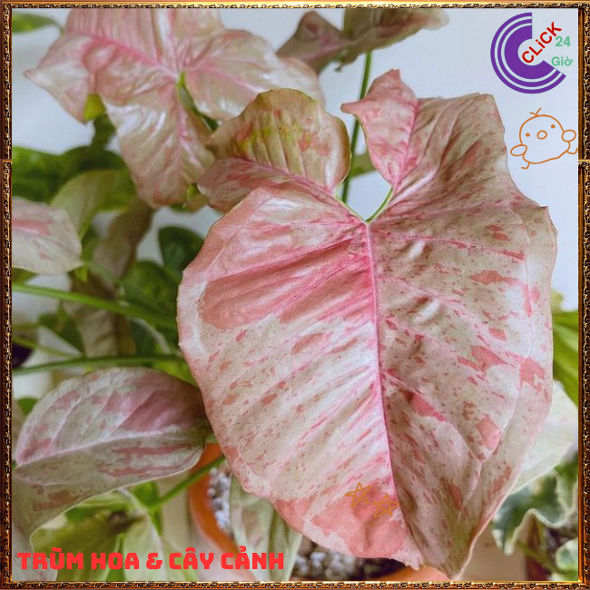 Chậu TRẦU BÀ HỒNG SỮA siêu xinh cây trồng trong nhà ưa mát lọc khí️🌭 Hoa Mười Giờ Bonsai & Phụ Kiện