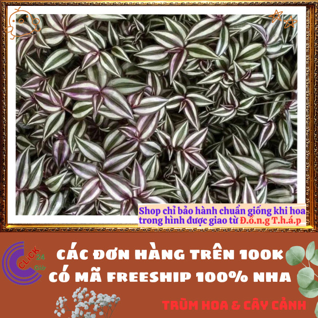 Chậu THÀI LÀI TÍA màu tím tuyệt đẹp làm cảnh vừa đẹp vừa là cây quý ⏰TRÙM HOA VÀ CÂY CẢNH