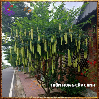 Cây HUYỀN TRÂN CÔNG CHÚA hoa đẹp lạ mắt nở cả năm vừa là dược liệu️📜 Hoa Đẹp Dễ Trồng