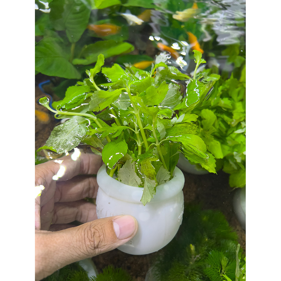 Một Chậu Cây Thủy Cúc Cắm Sẵn - Cây Thủy Sinh Bể Cá Cảnh