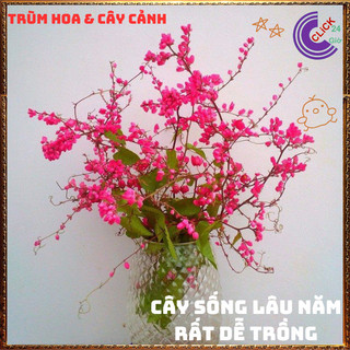 Chậu Hoa TIGON HỒNG ĐỎ to cao trưởng thành sum xuê khỏe mạnh ⌛Siêu Thị Hoa Và Cây Giống