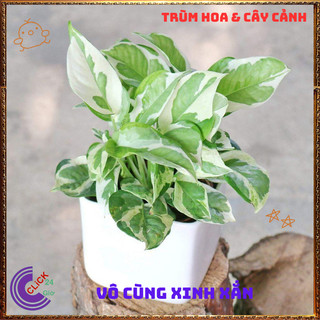 Chậu TRẦU BÀ NGỌC THỦY cây trồng trong nhà ưa mát lọc không khí️️🥁MiMa market