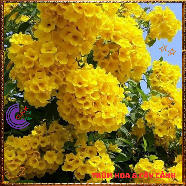 Chậu HOA CHUÔNG VÀNG HOÀNG YẾN từng chùm to tuyệt đẹp quanh năm ️🌭 Hoa Mười Giờ Bonsai & Phụ Kiện