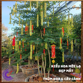 Chậu cây HUYỀN TRÂN CÔNG CHÚA hoa đẹp lạ mắt nở cả năm dược liệu quý️️🥁 MiMa market