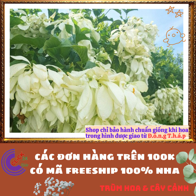 Chậu HOA ÉN BẠC chùm bông to xinh đẹp siêu dễ trồng nở quanh năm️🌭Hoa Mười Giờ Bonsai & Phụ Kiện