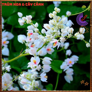 Chậu Hoa TIGON màu TRẮNG giao cây to cao 50-60cm khỏe mạnh sum xuê️📬 Làng Hoa Sa Đéc