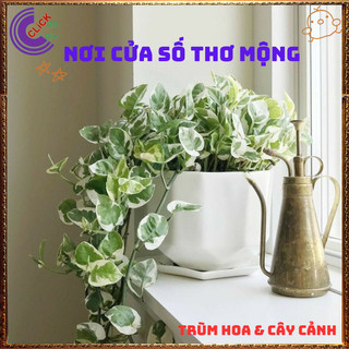 Chậu TRẦU BÀ NGỌC THỦY cây trồng trong nhà ưa mát lọc không khí️️🥁MiMa market