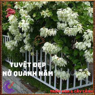 Chậu Hoa BƯỚM BẠC từng chùm rất to xinh đẹp quanh năm rất dễ trồng️📣 TRUNG TÂM CÂY GIỐNG VÀ HOA