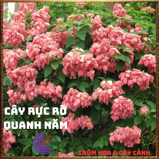 Chậu Hoa BƯỚM HỒNG từng chùm rất to xinh đẹp quanh năm rất dễ trồng️📬 Làng Hoa Sa Đéc