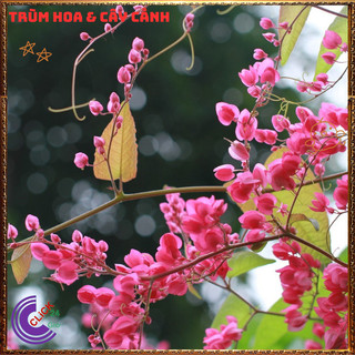 Chậu Hoa TIGON HỒNG ĐỎ to cao trưởng thành sum xuê khỏe mạnh ⌛Siêu Thị Hoa Và Cây Giống