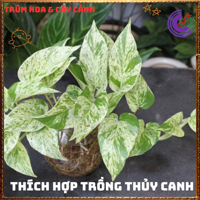 Chậu TRẦU BÀ SỮA NỮ HOÀNG TUYẾT cây trồng trong nhà ưa mát lọc khí️🌭 Hoa Mười Giờ Bonsai & Phụ Kiện
