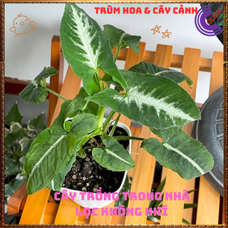 Chậu TRẦU BÀ NHUNG sọc trắng cây trồng trong nhà ưa mát lọc khí️🌯 VƯỜN HOA CỔ TÍCH