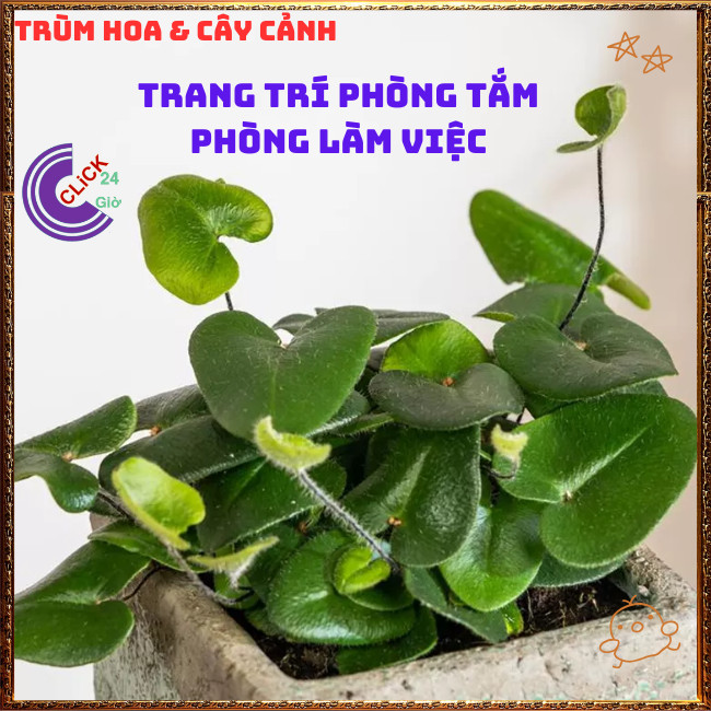 Chậu TRẦU BÀ LÁ TIM xinh xắn cây trồng trong nhà ưa mát lọc không khí⏰TRÙM HOA VÀ CÂY CẢNH