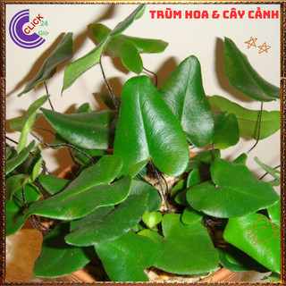 Chậu TRẦU BÀ LÁ TIM ngộ nghĩnh cây trồng trong nhà ưa mát lọc khí️📬 Làng Hoa Sa Đéc