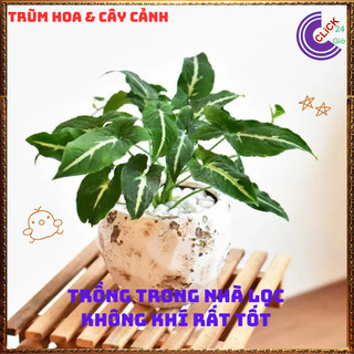 Chậu TRẦU BÀ NHUNG sọc trắng cây ưa mát trồng trong nhà để lọc khí️📬 Làng Hoa Sa Đéc