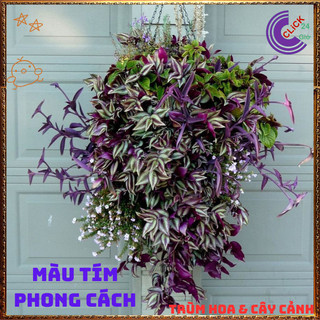 Chậu THÀI LÀI TÍA màu tím tuyệt đẹp làm cảnh vừa đẹp vừa là cây quý ⌛Siêu Thị Hoa Và Cây Giống