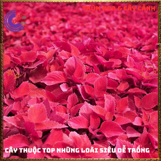 Cây lá gấm ĐỎ SON tuyệt đẹp đăc sắc rất dễ trồng nổi bật không gian⌛ Siêu Thị Hoa Và Cây Giống