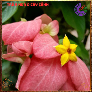 Chậu Ngọc Diệp Kim Hoa HỒNG từng chùm rất to nở quanh năm rất dễ trồng⌛Siêu Thị Hoa Và Cây Giống