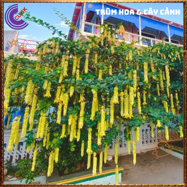 Chậu cây HUYỀN TRÂN CÔNG CHÚA hoa đẹp lạ mắt nở cả năm dược liệu quý⏰ TRÙM HOA VÀ CÂY CẢNH