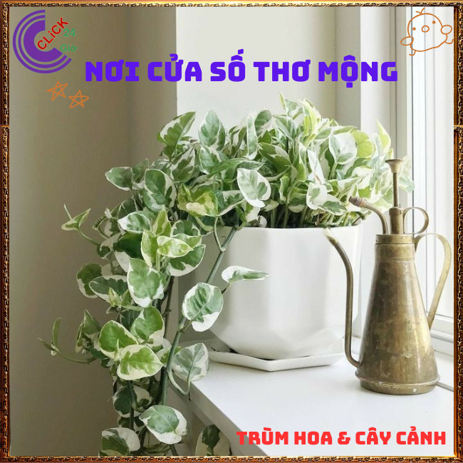 Chậu TRẦU BÀ NGỌC THỦY cây trồng trong nhà ưa mát lọc không khí⏰TRÙM HOA VÀ CÂY CẢNH