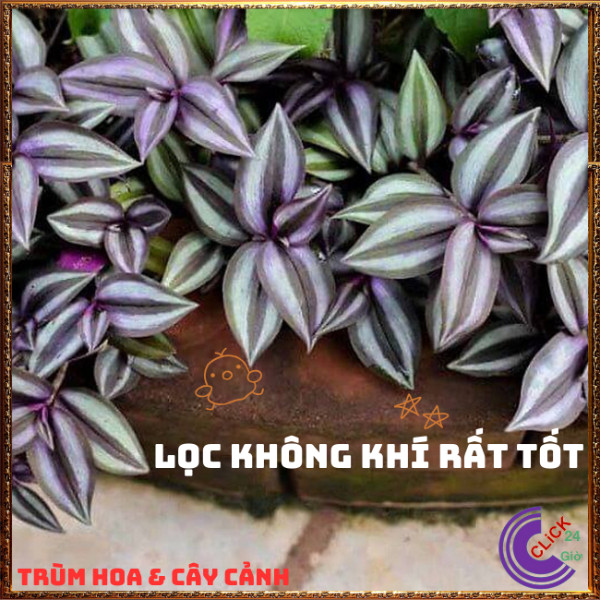 Chậu THÀI LÀI SỌC TÍM mang đến sự nhẹ nhàng tình yêu bên vững ️🌭 Hoa Mười Giờ Bonsai & Phụ Kiện